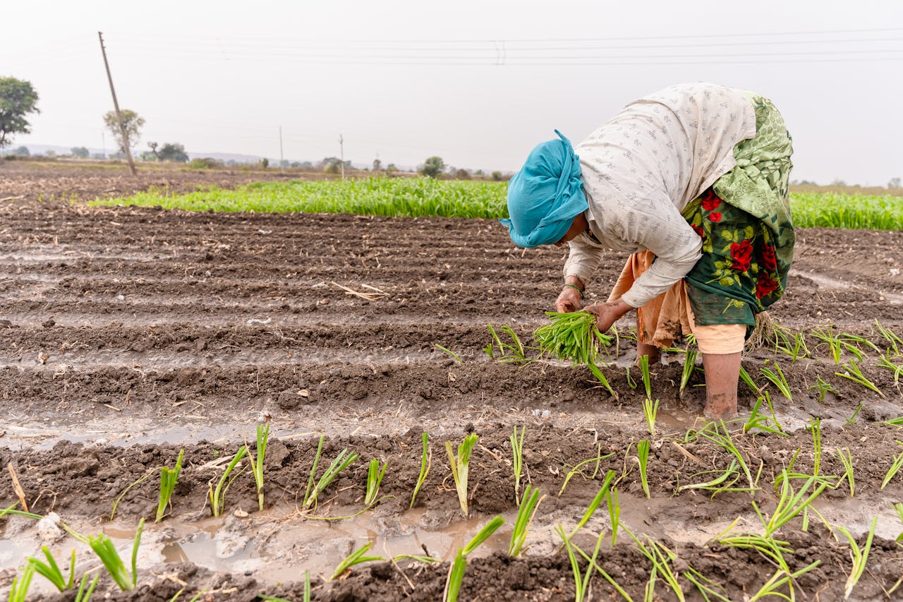 Farmers in India