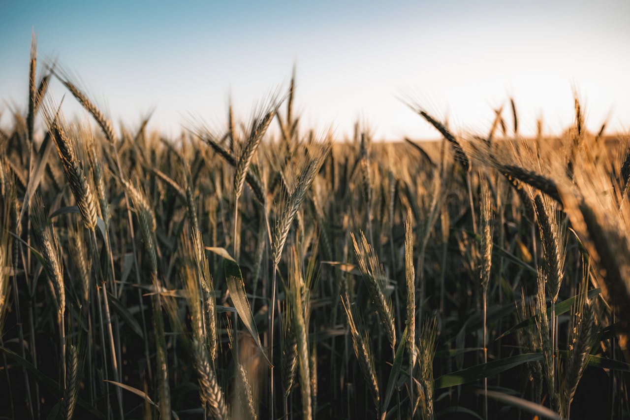 Grain on Rural Field